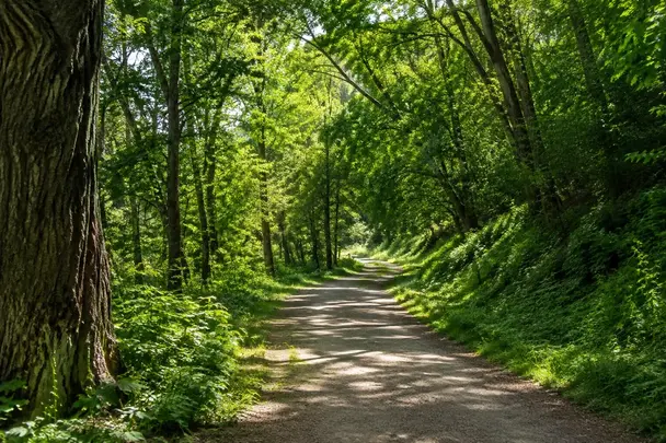 Illustrative photograph of daylight falling across a tree-lined path.