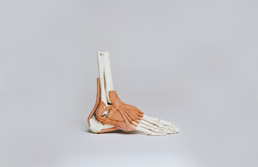 Image depicting ankle anatomy.