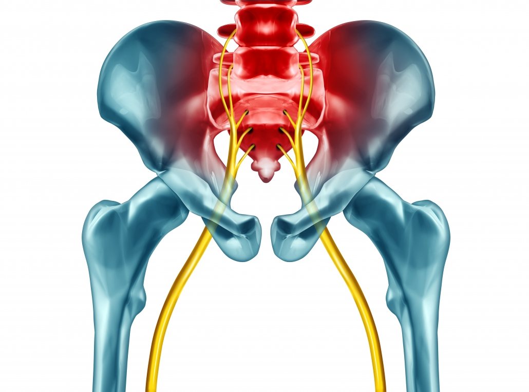 An anatomical illustration showing the pelvis and sciatic nerves.