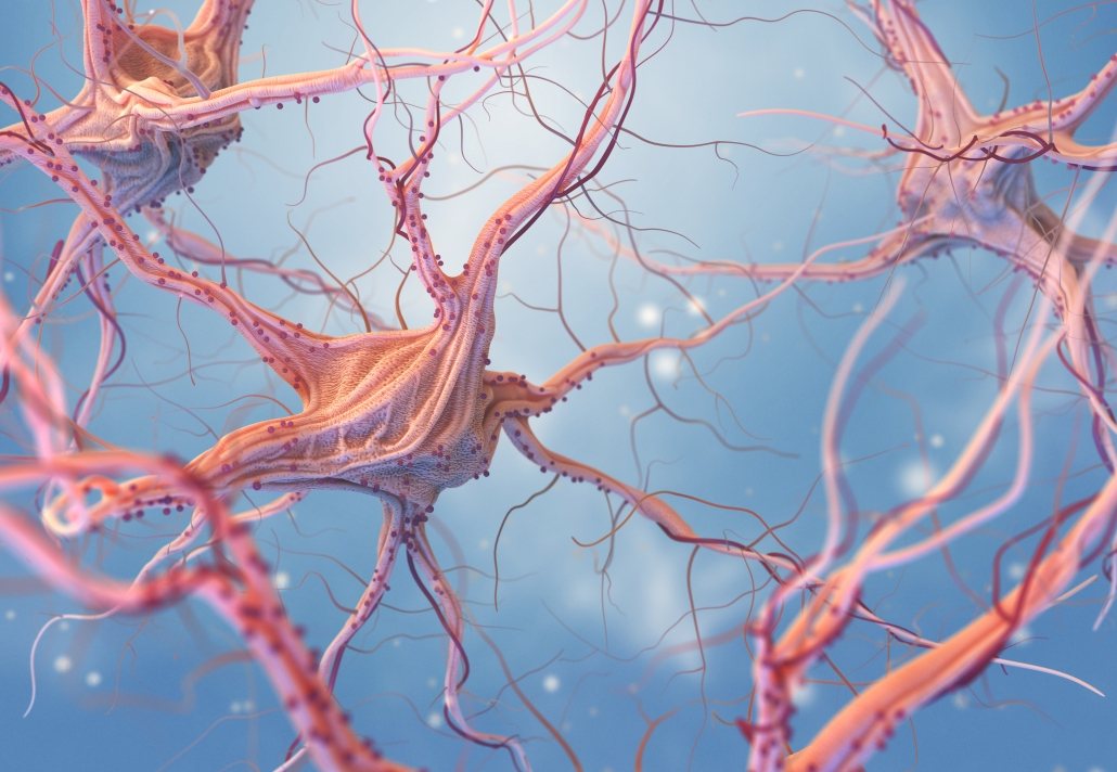 Image depicting nerve cells involved in referred pains like sciatic pain, headaches and migraines.