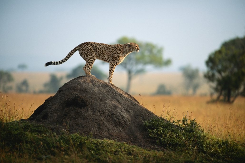 The cheetah is an animal that can teach you a lot about the cause of sprained ankles. 