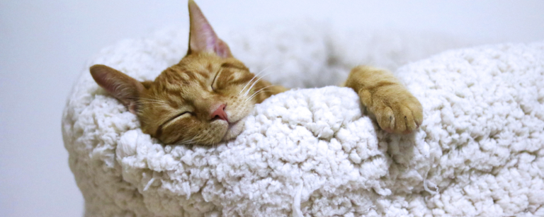 Why Is Sleep Necessary?